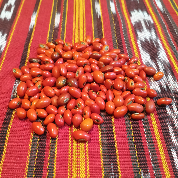 Red Tz'ite Seeds